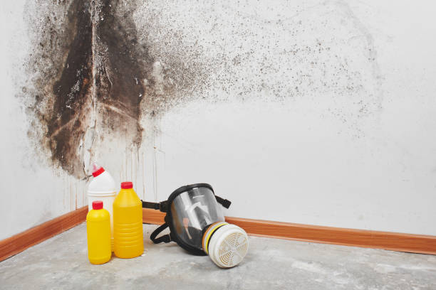 Best Affordable Mold Removal  in Harlem Heights, FL