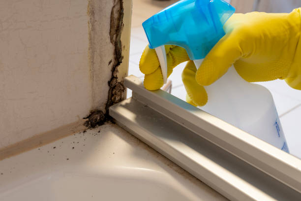 Best Best Mold Removal Companies  in Harlem Heights, FL