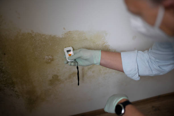 Best Mold Testing  in Harlem Heights, FL