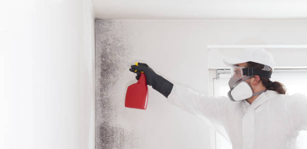 Best Professional Mold Removal  in Harlem Heights, FL
