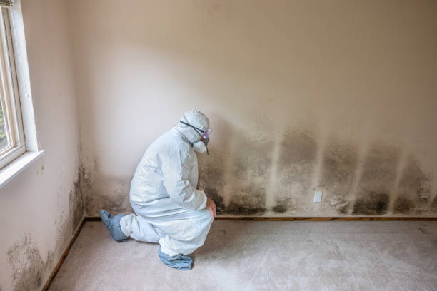 Best Mold Removal Near Me  in Harlem Heights, FL