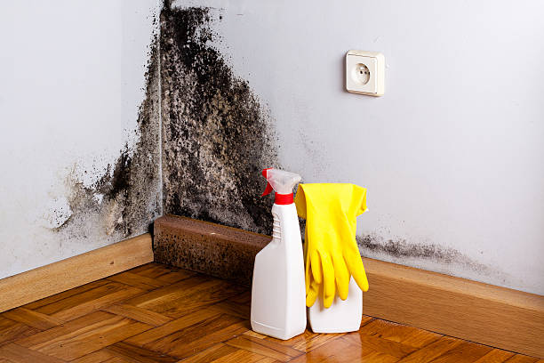 Best Mold Cleaning Services  in Harlem Heights, FL
