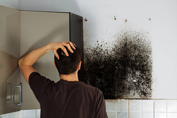 Best Commercial Mold Removal  in Harlem Heights, FL